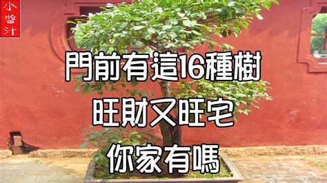 家門前有樹|【門前的風水樹】門前種什麼樹風水好種對了樹好運連連 